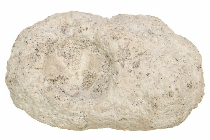 Fossil Weevil (Leptopius) Cocoon - Australia #212109